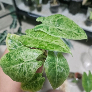 알로카시아 파리시 마블