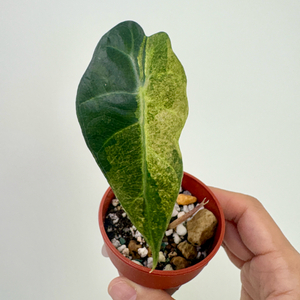 알로카시아 스플래쉬 트리컬러