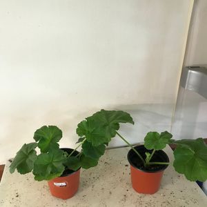 프린스 봄노을 중국 제라늄