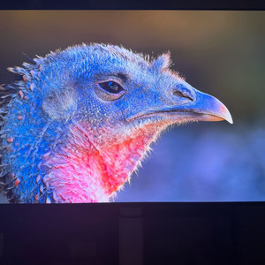 LG OLED TV 42인치 42C4 판매