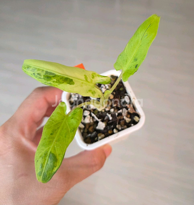 알로카시아 로터바키아나 민트 바리에가타--0