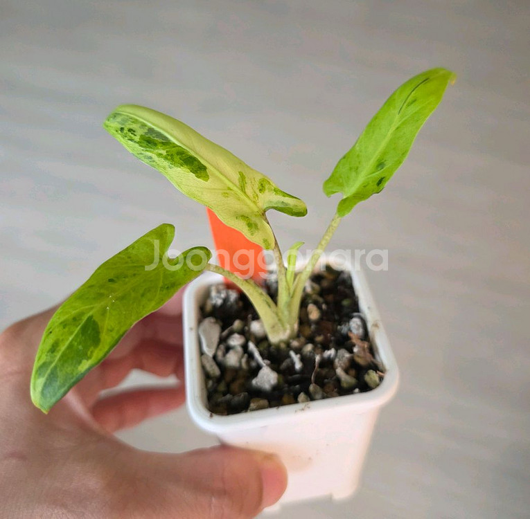 알로카시아 로터바키아나 민트 바리에가타--1