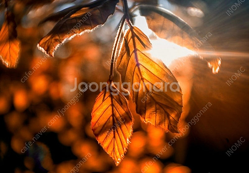 가성비 < 작례 > 메이어 리디쓰 LYDITH 30mm--4