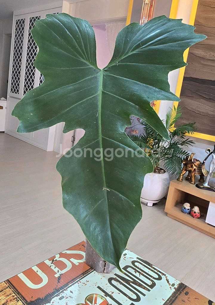 골든드래곤 바리에가타 (무늬실종)--0