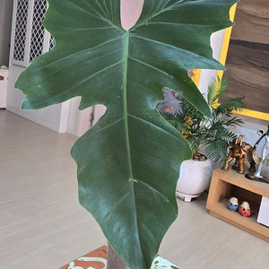 골든드래곤 바리에가타 (무늬실종)