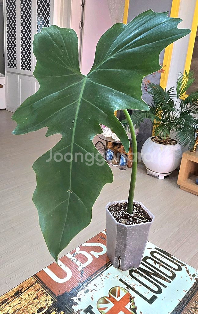 골든드래곤 바리에가타 (무늬실종)--1