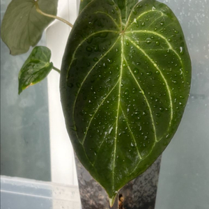 안스리움 킹오스