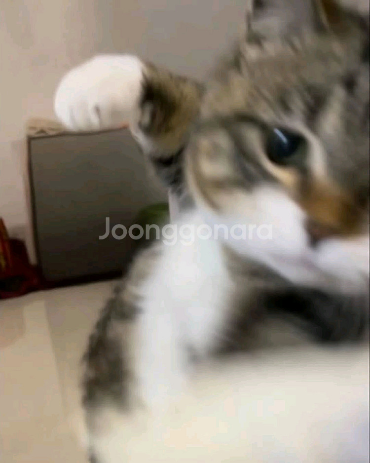 로스트아크 두글자 닉네임 ㅍㅍㅍㅍ--0