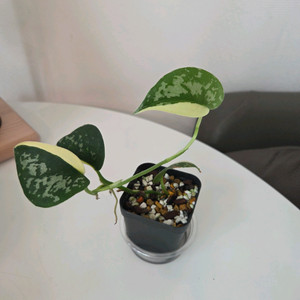 스킨답서스 마야리