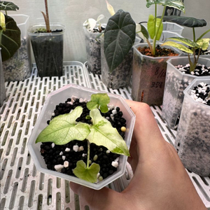 알로카시아 브란시폴리아