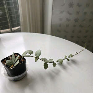호야 라쿠노사 민트코인