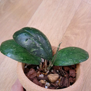 호야 라리사