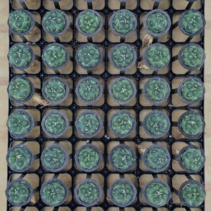 무자상아환 별선인장 (아프리카식물/코덱스)