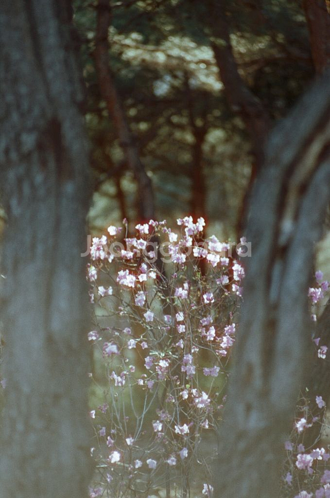 펜타콘 135mm 2.8 망원렌즈 부품용--3