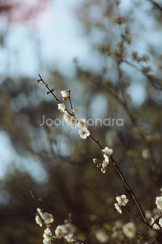 펜타콘 135mm 2.8 망원렌즈 부품용--4