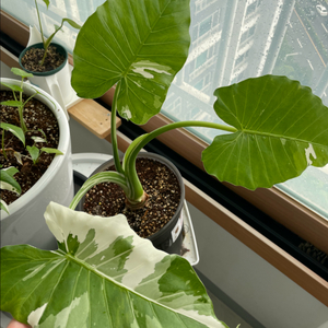 알로카시아 오키나와실버 (중대품)