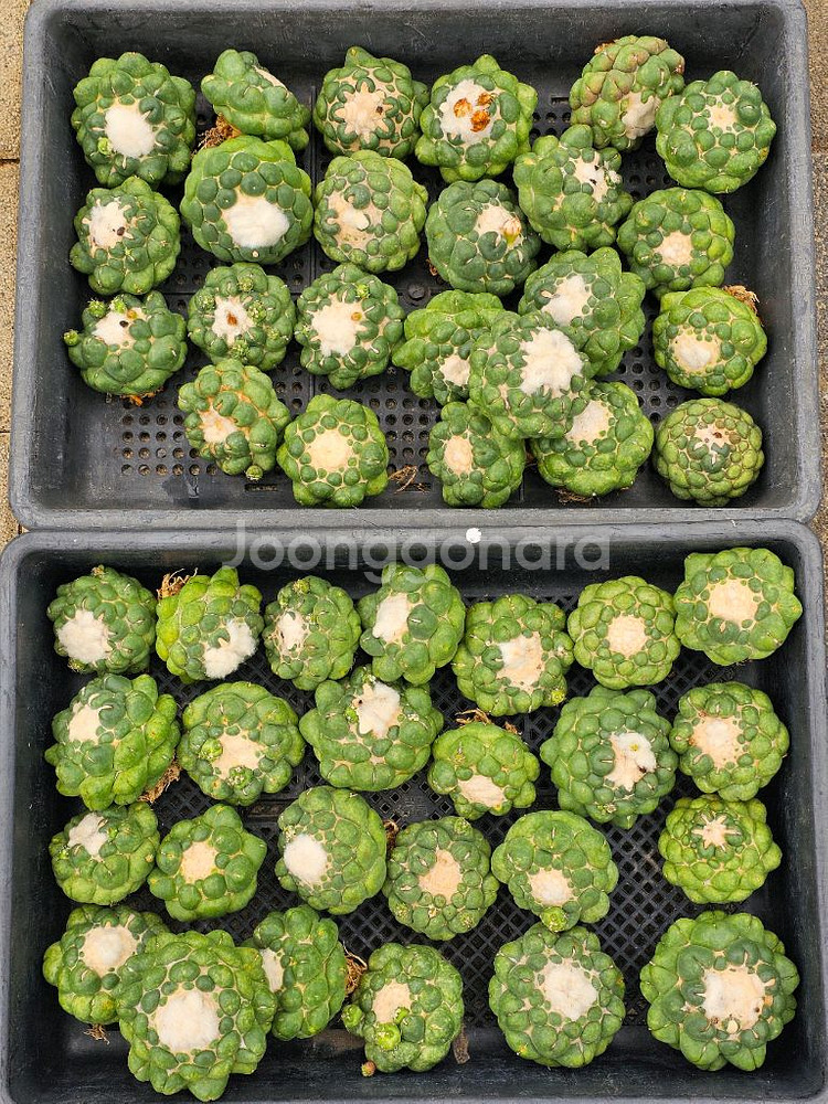 무자상아환, 고질라목단, 별선인장 (아프리카식물/코덱스--0