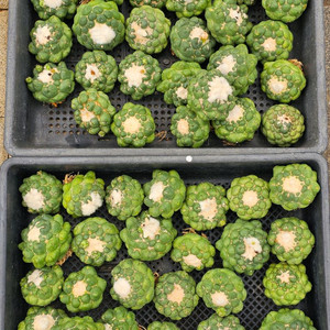 무자상아환, 고질라목단, 별선인장 (아프리카식물/코덱스