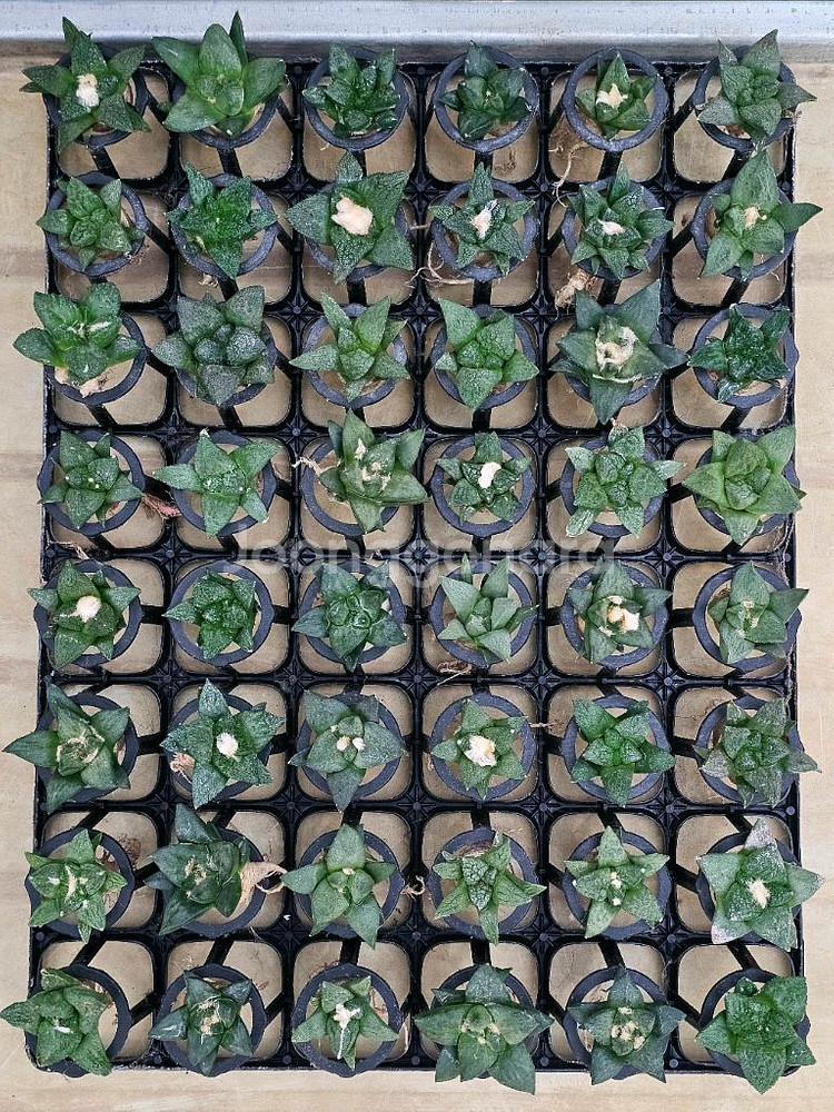 무자상아환, 고질라목단, 별선인장 (아프리카식물/코덱스--2