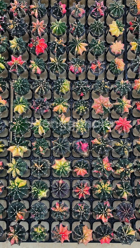 무자상아환, 고질라목단, 별선인장 (아프리카식물/코덱스--3