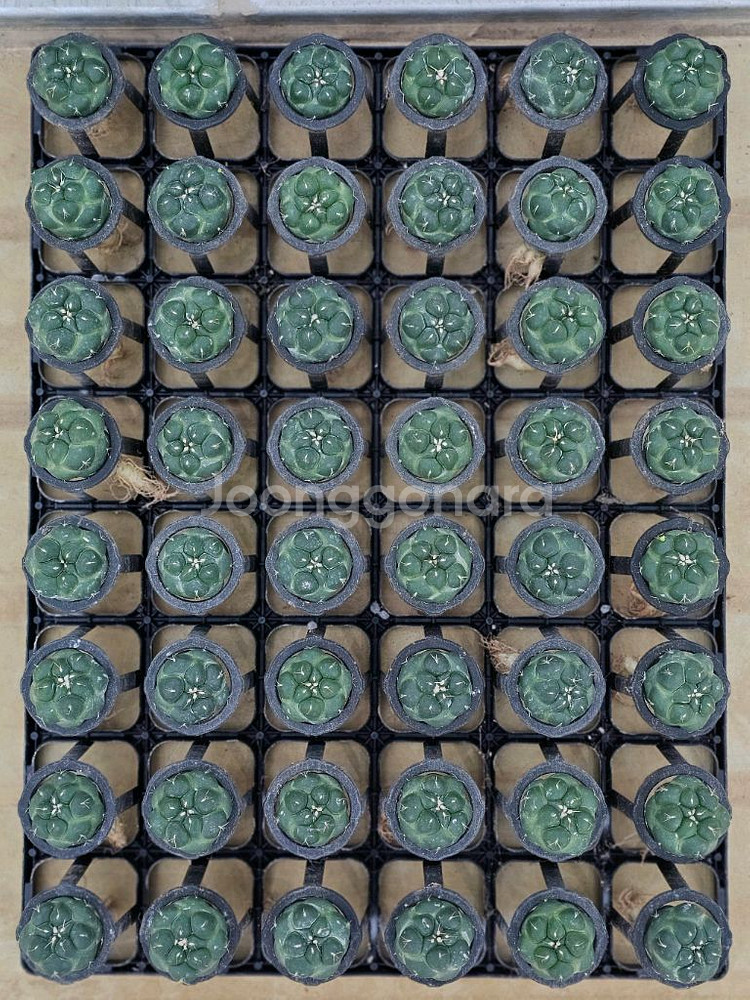 무자상아환, 고질라목단, 별선인장 (아프리카식물/코덱스--1