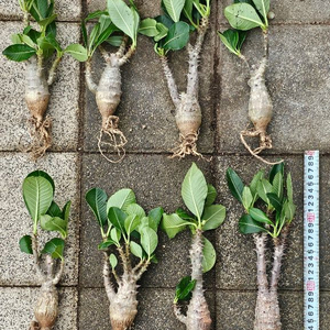 윈저리, 블랙스킨, 그락, 고질라 (아프리카식물/코덱스