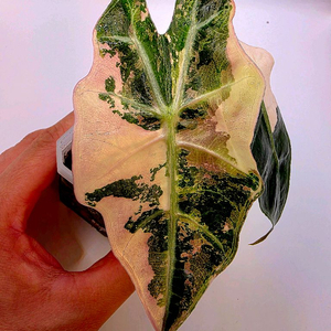 알로카시아 아마조니카 핑크 바리에가타