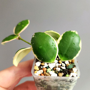 호야 인커블라 알보
