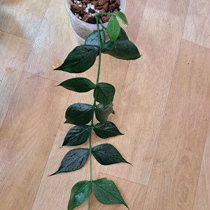 호야 폴리네우라그린