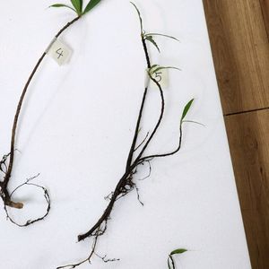 미누엉트리 (5~7번) 개당 1만