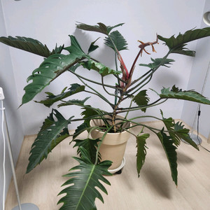필로덴드론 카라멜마블