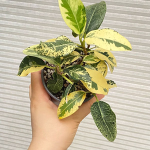 무늬 프랑스 고무나무