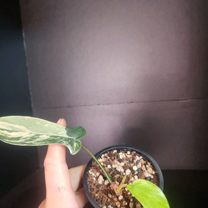 플로리다뷰티 바리에가타