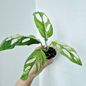 무늬좋은 민트무늬아단소니
