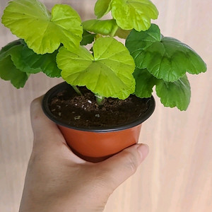 제라늄 AY패션매직