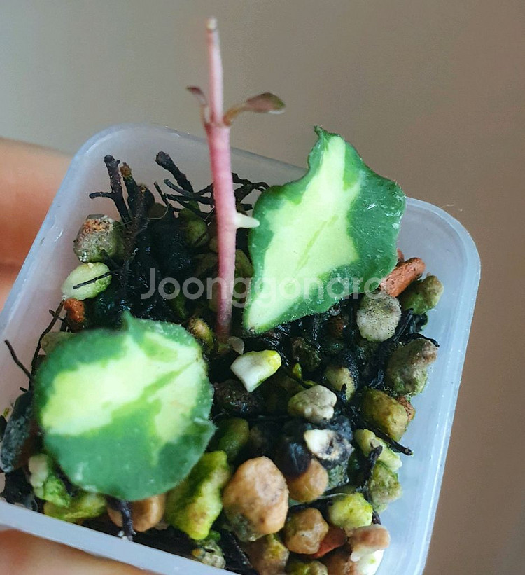 호야 칸야쿠마리아나 바리에가타--0