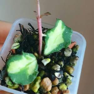 호야 칸야쿠마리아나 바리에가타