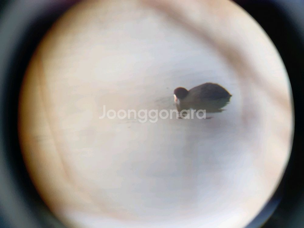 필드스코프 20-60x60--5