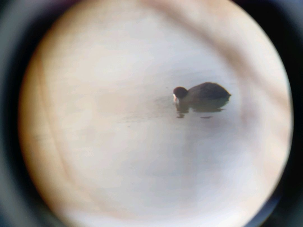 필드스코프 20-60x60 이미지