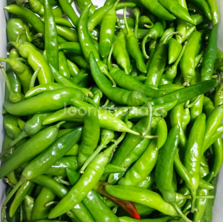 청양고추 10kg--0