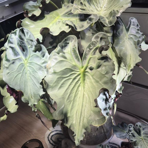 알로카시아 베놈