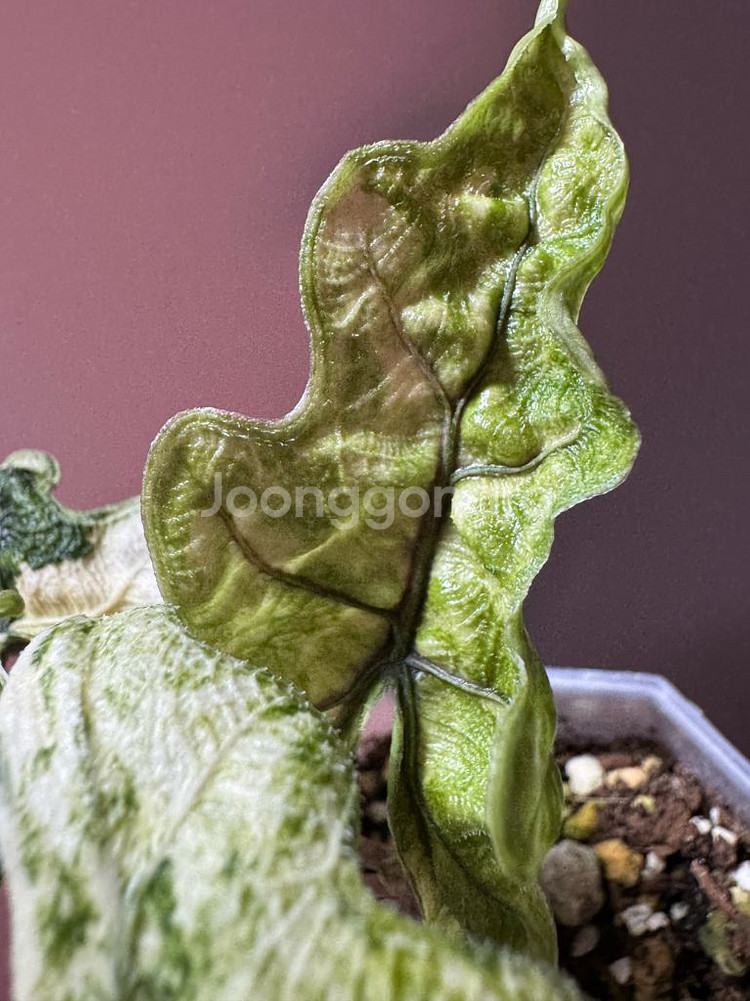 알로카시아 미스틱 바리에가타--3