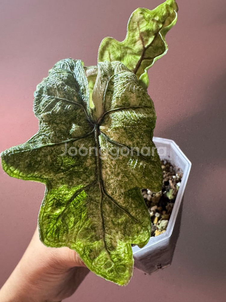 알로카시아 미스틱 바리에가타--2