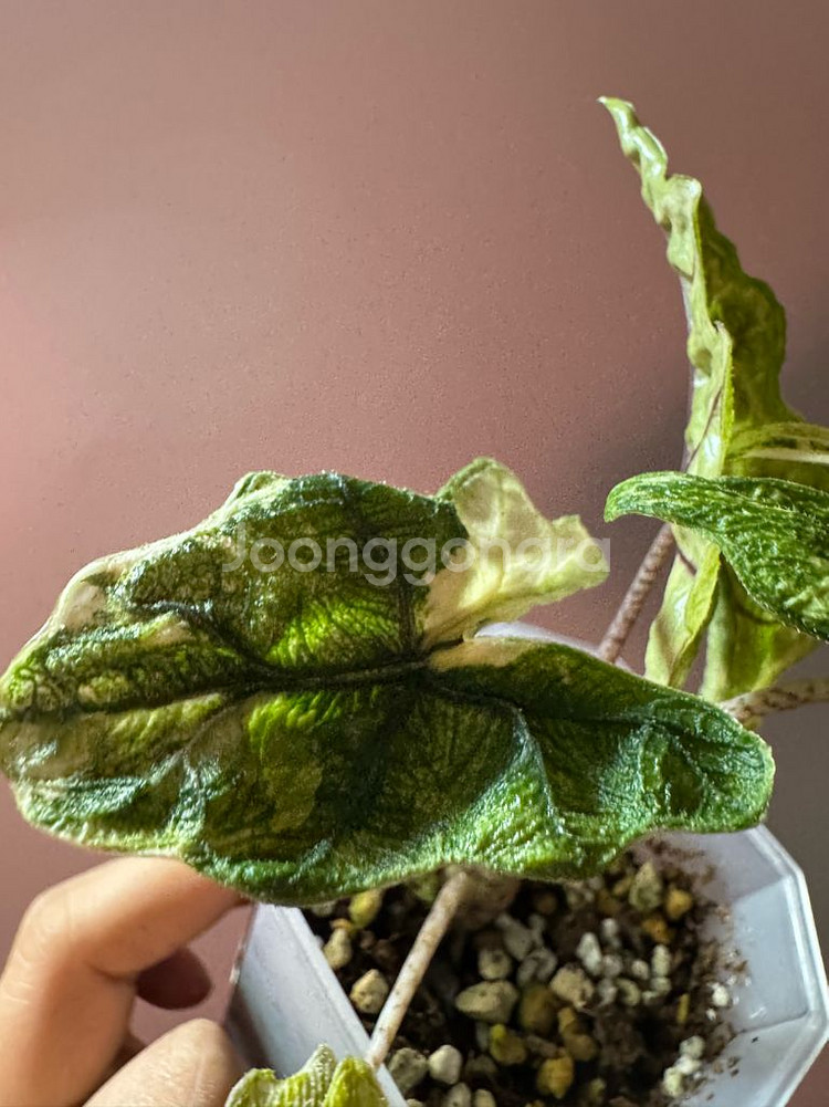 알로카시아 미스틱 바리에가타--1