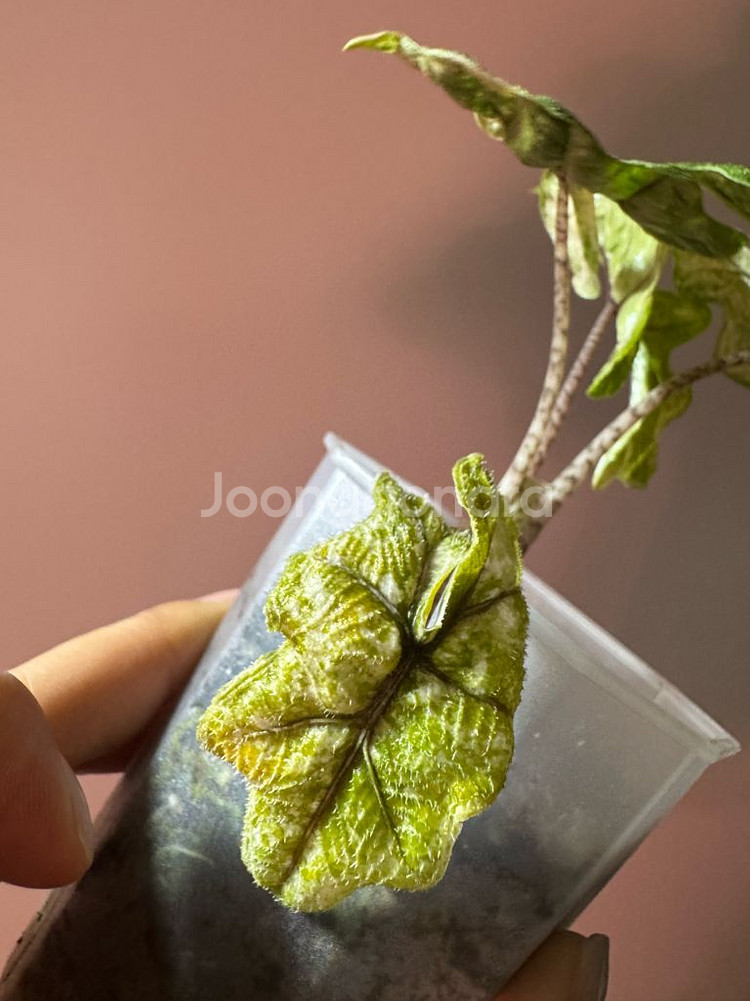 알로카시아 미스틱 바리에가타--5