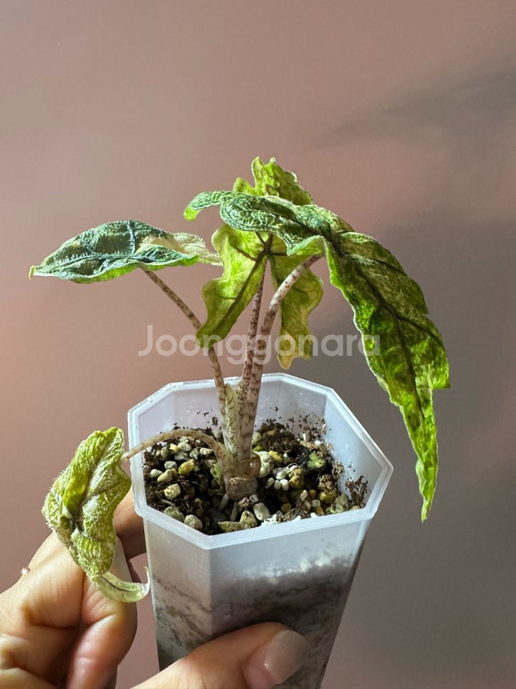 알로카시아 미스틱 바리에가타--4