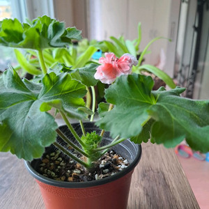 사자자리성운제라늄