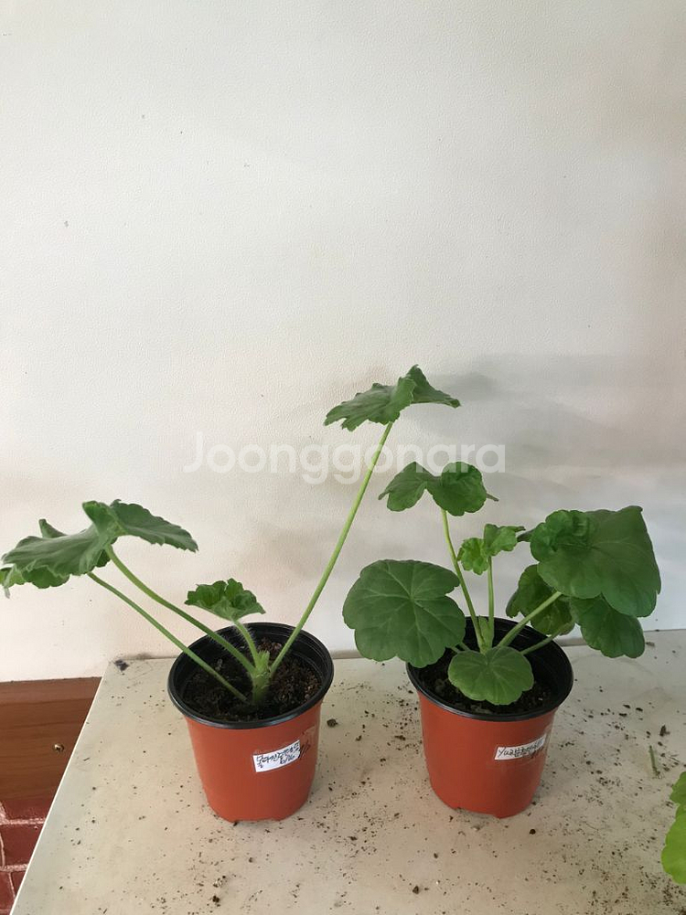 몰타진주웨딩 YUZ분홍달 러시아 제라늄--0
