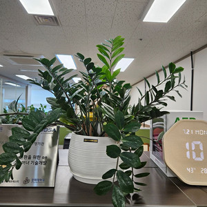 식물 판매합니다. (개당 10,000원)