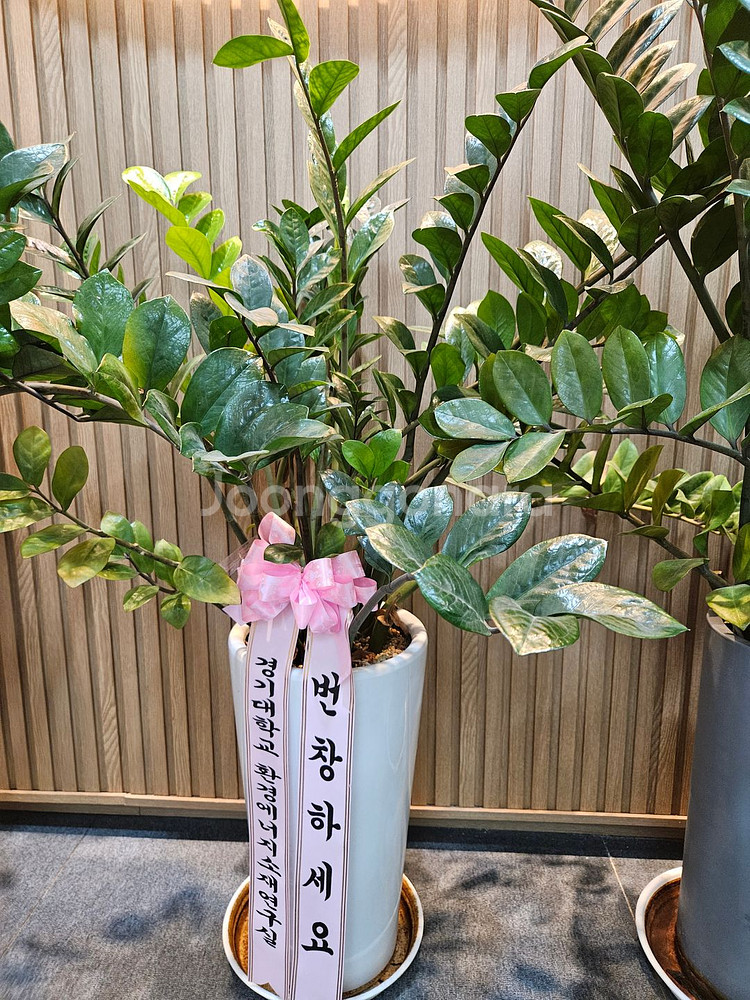 식물 판매합니다. (개당 10,000원)--4